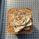 Echeveria Agavoides 'Ruby Maria' Variegated 2" Succulent Plant Cutting