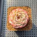 Echeveria 'Pure Love' 2" Succulent Plant Cutting