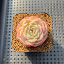 Echeveria 'Pure Love' 2" Succulent Plant Cutting