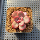 Echeveria 'Apple Candy' 2" Succulent Plant Cutting