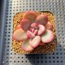 Echeveria 'Apple Candy' 2" Succulent Plant Cutting