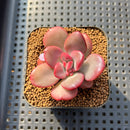 Echeveria 'Apple Candy' 2" Succulent Plant Cutting