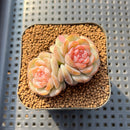 Echeveria 'Pumpkin' Jelly Type 2" Succulent Plant Cutting
