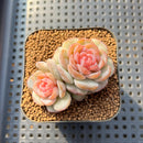 Echeveria 'Pumpkin' Jelly Type 2" Succulent Plant Cutting