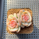 Echeveria 'Pumpkin' Jelly Type 2" Succulent Plant Cutting