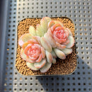 Echeveria 'Pumpkin' Jelly Type 2" Succulent Plant Cutting