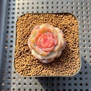 Echeveria 'Pumpkin' Jelly Type 2" Succulent Plant Cutting