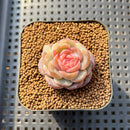 Echeveria 'Pumpkin' Jelly Type 2" Succulent Plant Cutting