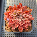 Graptoveria 'Starfire' 2" (Suculentia Original Hybrid) Succulent Plant Cutting