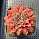 Graptoveria 'Starfire' 2" (Suculentia Original Hybrid) Succulent Plant Cutting
