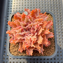 Graptoveria 'Starfire' 2" (Suculentia Original Hybrid) Succulent Plant Cutting