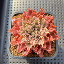 Graptoveria 'Starfire' 2" (Suculentia Original Hybrid) Succulent Plant Cutting