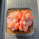 Echeveria 'Orange Monroe' 2" Succulent Plant Cutting