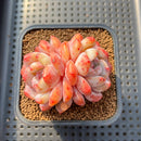 Echeveria 'Orange Monroe' 2" Succulent Plant Cutting