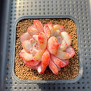 Echeveria 'Orange Monroe' 2" Succulent Plant Cutting