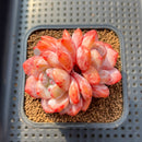 Echeveria 'Orange Monroe' 2" Succulent Plant Cutting