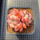 Echeveria 'Orange Monroe' 2" Succulent Plant Cutting