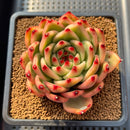 Echeveria Agavoides 'Amestro' Variegated 4"-5" Succulent Plant Cutting