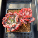 Echeveria 'Beyonce' Variegated 4" Succulent Plant Cutting