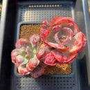Echeveria 'Beyonce' Variegated 4" Succulent Plant Cutting