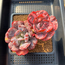 Echeveria 'Beyonce' Variegated 4" Succulent Plant Cutting
