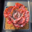 Echeveria 'Beyonce' Variegated 4" Succulent Plant Cutting