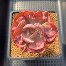 Echeveria 'Beyonce' Variegated 4" Succulent Plant Cutting