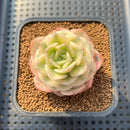Echeveria 'Nicksana' Variegated 2" Succulent Plant