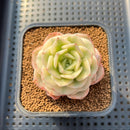 Echeveria 'Nicksana' Variegated 2" Succulent Plant
