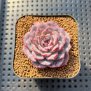 Echeveria 'Cold Brew' 2" Air Magic Hybrid Succulent Plant