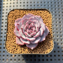 Echeveria 'Cold Brew' 2" Air Magic Hybrid Succulent Plant