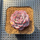 Echeveria 'Cold Brew' 2" Air Magic Hybrid Succulent Plant