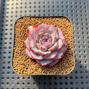 Echeveria 'Cold Brew' 2" Air Magic Hybrid Succulent Plant