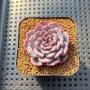 Echeveria 'Cold Brew' 2" Air Magic Hybrid Succulent Plant