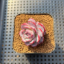 Echeveria 'Cold Brew' 2" Air Magic Hybrid Succulent Plant