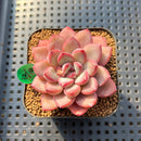 Echeveria 'Chubby Lips' 2" Succulent Plant Cutting