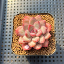 Echeveria 'Chubby Lips' 2" Succulent Plant Cutting