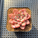 Echeveria 'Chubby Lips' 2" Succulent Plant Cutting