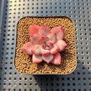 Echeveria 'Chubby Lips' 2" Succulent Plant Cutting