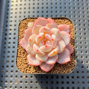 Echeveria 'Sung Young' 2" Succulent Plant Cutting