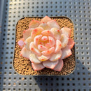 Echeveria 'Sung Young' 2" Succulent Plant Cutting