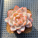 Echeveria 'Sung Young' 2" Succulent Plant Cutting