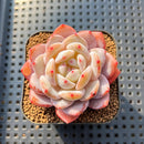 Echeveria 'Sung Young' 2" Succulent Plant Cutting