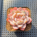 Echeveria 'Sung Young' 2" Succulent Plant Cutting