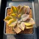 Graptoveria 'Metallica' Variegated 3" Succulent Plant Cutting