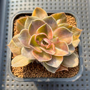 Echeveria 'Black Rose' Variegated 2"-3" Succulent Plant Cutting