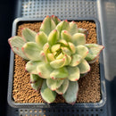 Echeveria Agavoides 'McRising Ebony' Variegated 3" Succulent Plant Cutting
