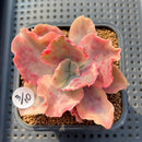 Echeveria 'Suyon' Variegated 2"-3" Succulent Plant Cutting