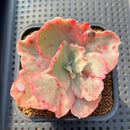 Echeveria 'Suyon' Variegated 2"-3" Succulent Plant Cutting