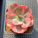 Echeveria 'Suyon' Variegated 2"-3" Succulent Plant Cutting